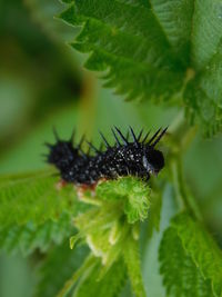 Close-up of spiky caterpillar on leaf