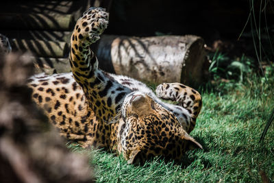 Tiger in a zoo