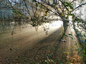 View of cherry blossom trees during foggy weather