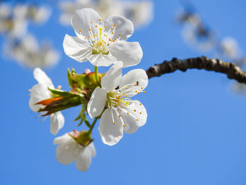 Close-up of white cherry blossoms against sky