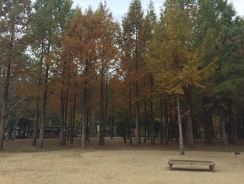 Trees in park