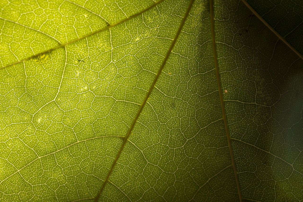 FULL FRAME OF GREEN LEAF