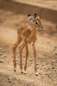 Baby common impala stands on stony track