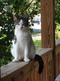 Cat sitting on table