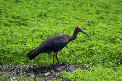 Side view of a bird on grass