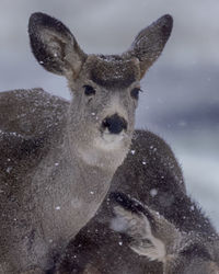 Portrait of deer in snow covered field