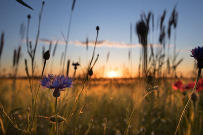 Close-up of purple flowering plants on field against sky