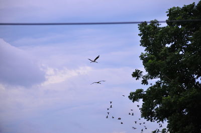Low angle view of birds flying in sky