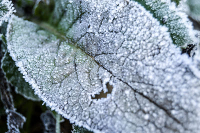 Close-up of tree during winter