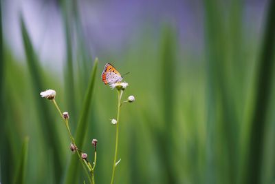 Close-up of butterfly pollinating on flower