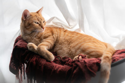 Close-up of cat sleeping