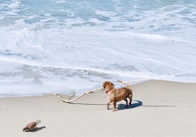 High angle view of dog on beach