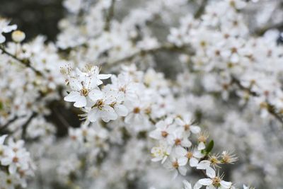 Close-up of white cherry blossom tree