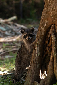 Young raccoon procyon lotor marinus forages for food in naples florida among the forest.