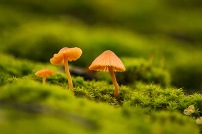 Close-up of mushroom growing on field