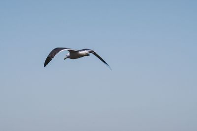 Low angle view of bird flying against clear sky