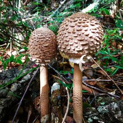 Close-up of fly agaric mushroom