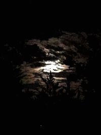 Low angle view of silhouette trees against sky at night