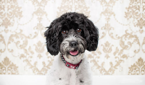 Portrait of black dog against wall