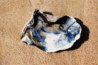 High angle view of fish on sand