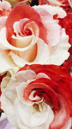 Close-up of roses