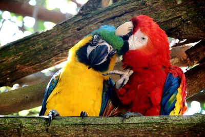 Close-up of parrot