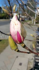 Close-up of flowers