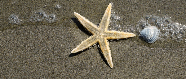 High angle view of starfish on beach