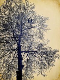 Low angle view of bare tree against sky