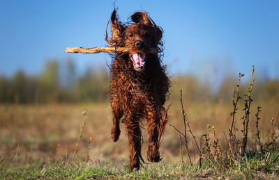 Dog running on field