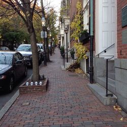 Street amidst trees in city