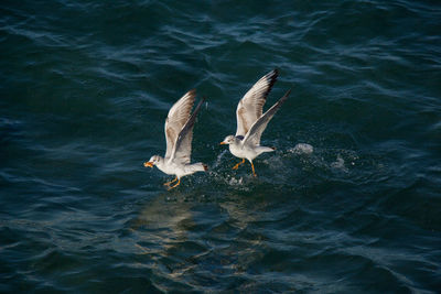 High angle view of seagull flying over sea