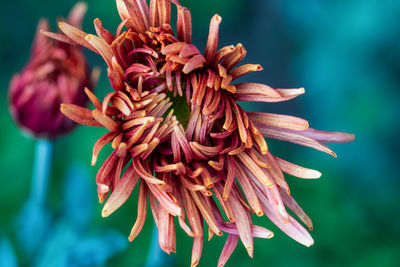 Close-up of wilted flower