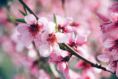 Close-up of insect on pink cherry blossom