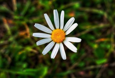 Close-up of flower blooming outdoors