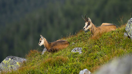 Deer in a field