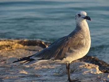 Close-up of bird perching on shore