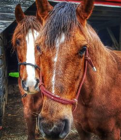 Close-up of horse standing outdoors