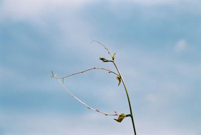 Low angle view of branch against sky