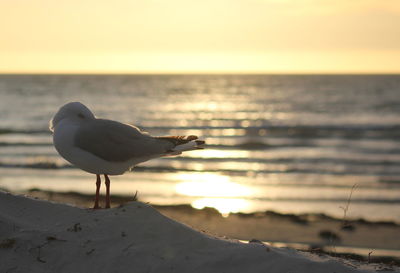 Seagull on a beach