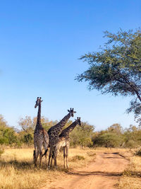 Three giraffes onder one shade