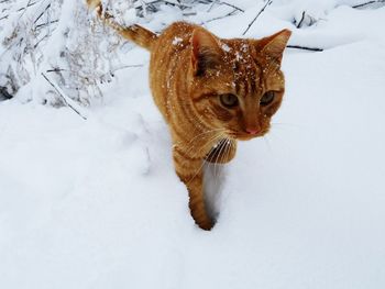 Cat on snow