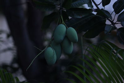 Close-up of berries growing on tree