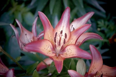 Close-up of pink lily flowers