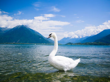 Mute swan in lake by mountains against sky