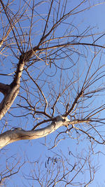 Low angle view of bare trees against blue sky