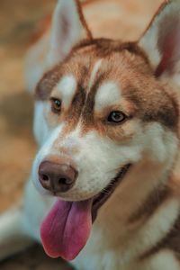 Close-up portrait of a dog