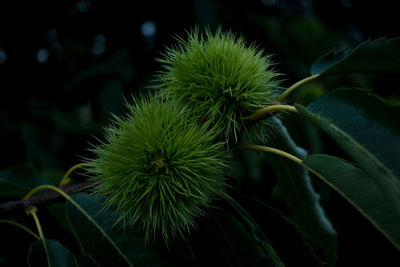 Close-up of fruit growing on plant
