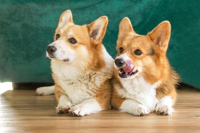 pet