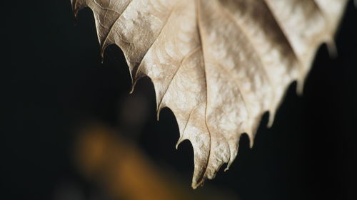 Close-up of dried leaves during autumn